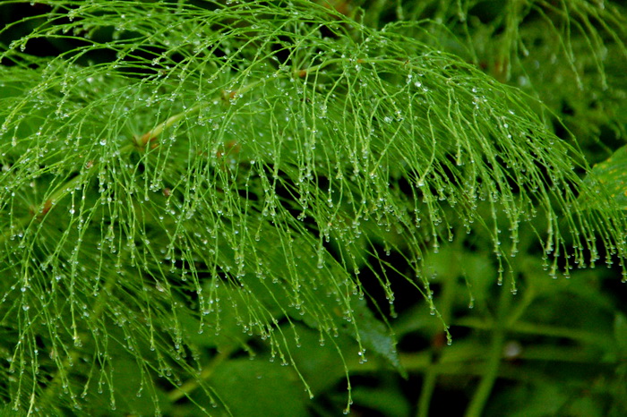 Одноночный многодетный поход