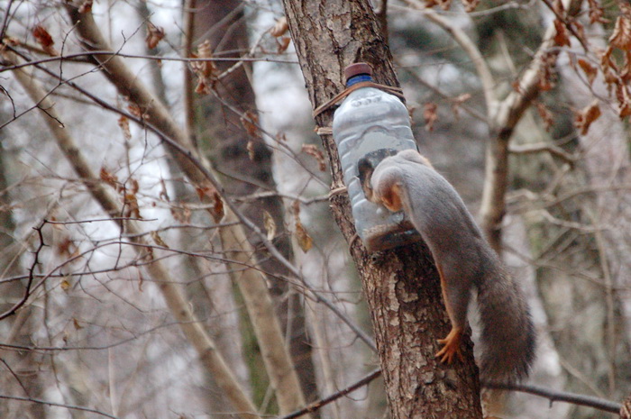 Хочу белочку!