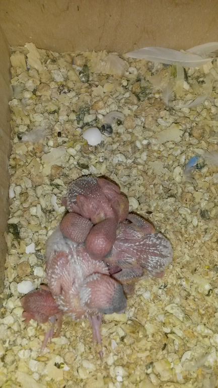 Давно не писала, растем