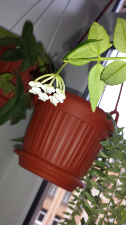 Хойи. (очень много фотографий)