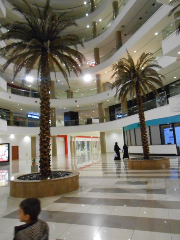 бараны и овцы , амман