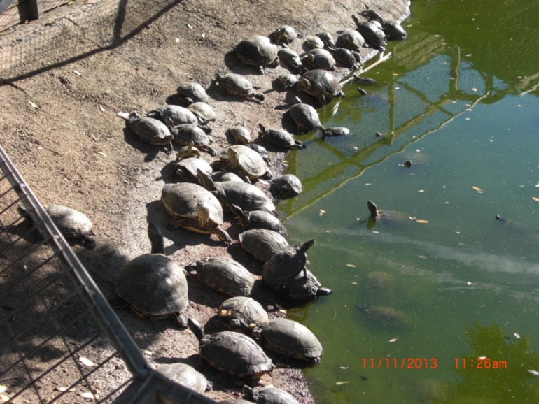 Торремолинос, Испания, крокодиловая ферма.