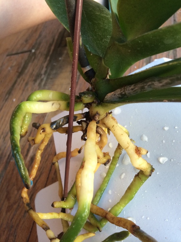 Мои новые сожители:)