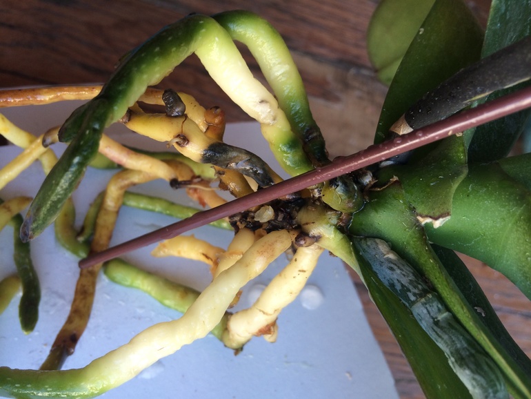 Мои новые сожители:)