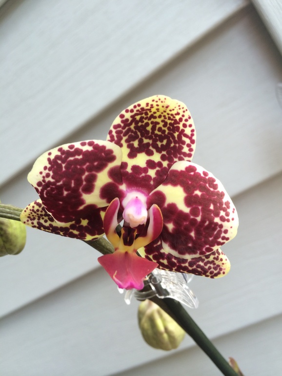 Ее величество Орхидея