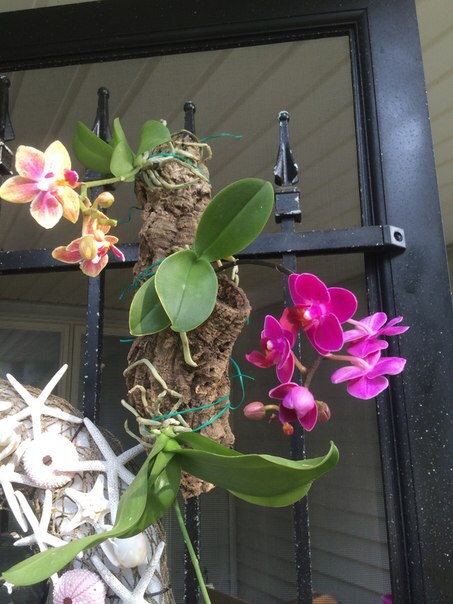 Ее величество Орхидея