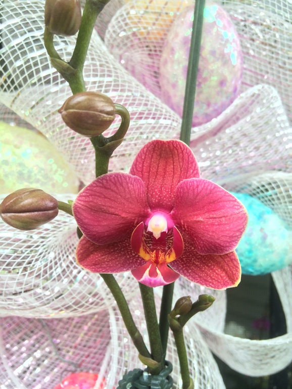 Ее величество Орхидея