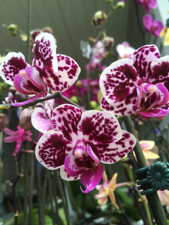 Ее величество Орхидея