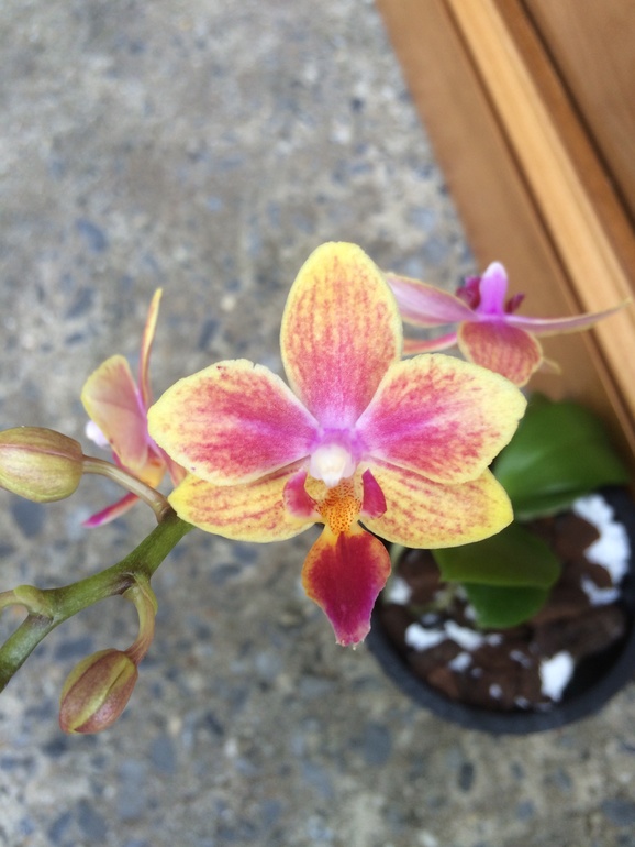 Ее величество Орхидея