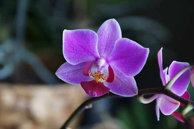 Ее величество Орхидея