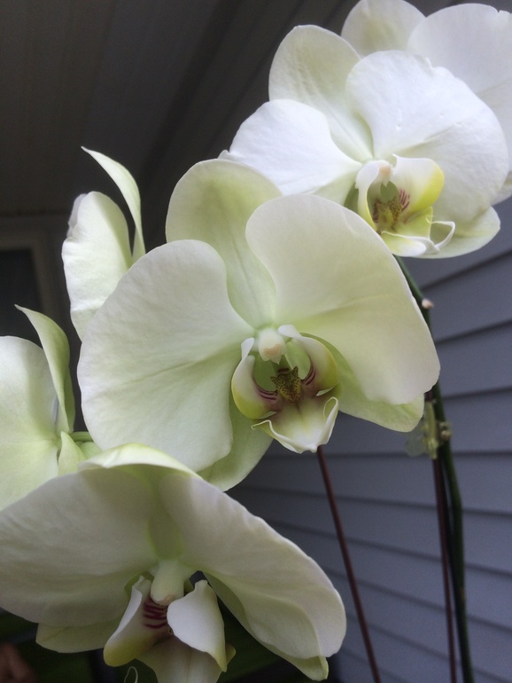 Ее величество Орхидея