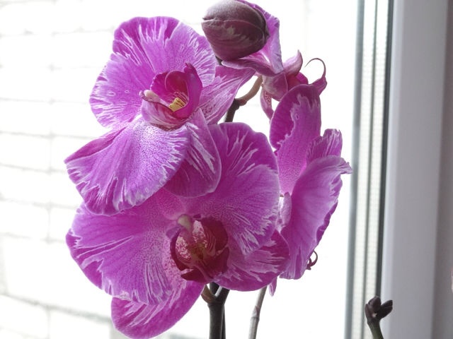 Ее величество Орхидея