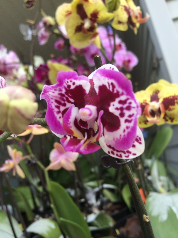 Ее величество Орхидея