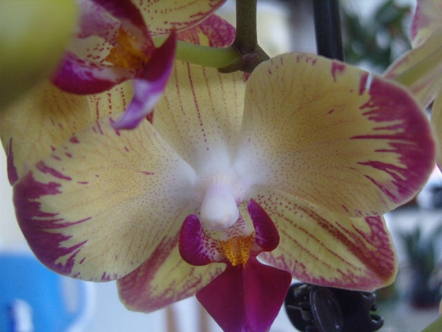 Ее величество Орхидея