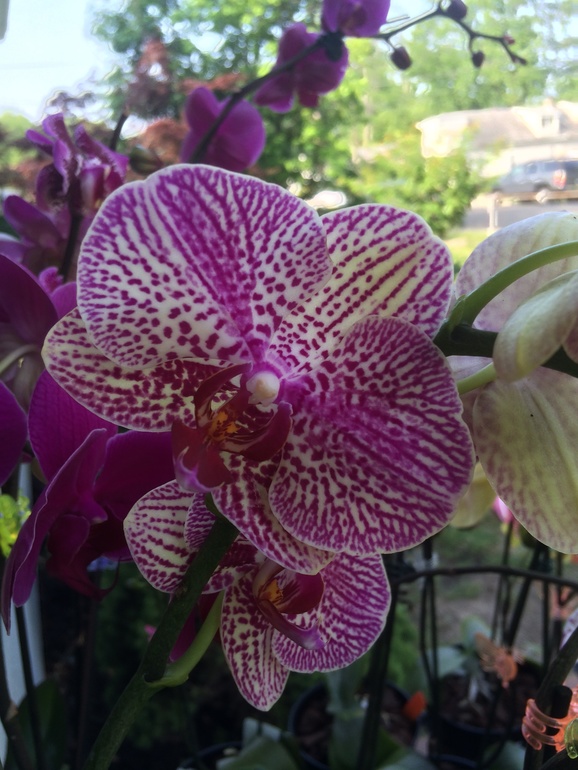 Ее величество Орхидея