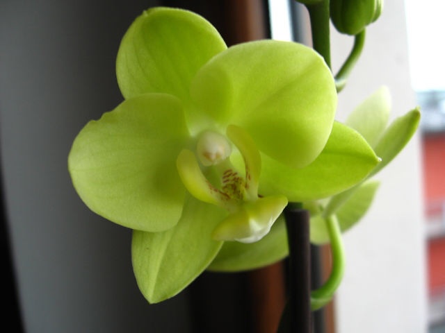 Ее величество Орхидея