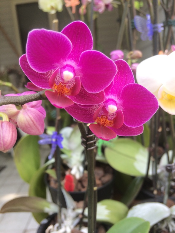 Ее величество Орхидея