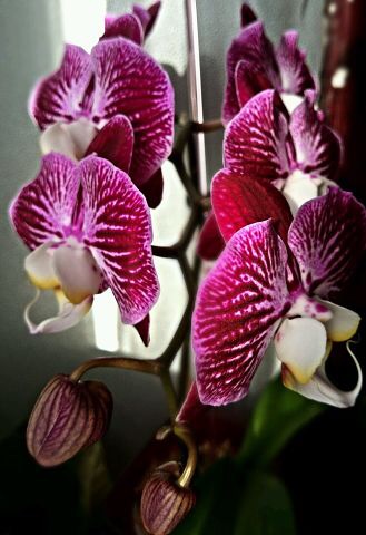 Ее величество Орхидея