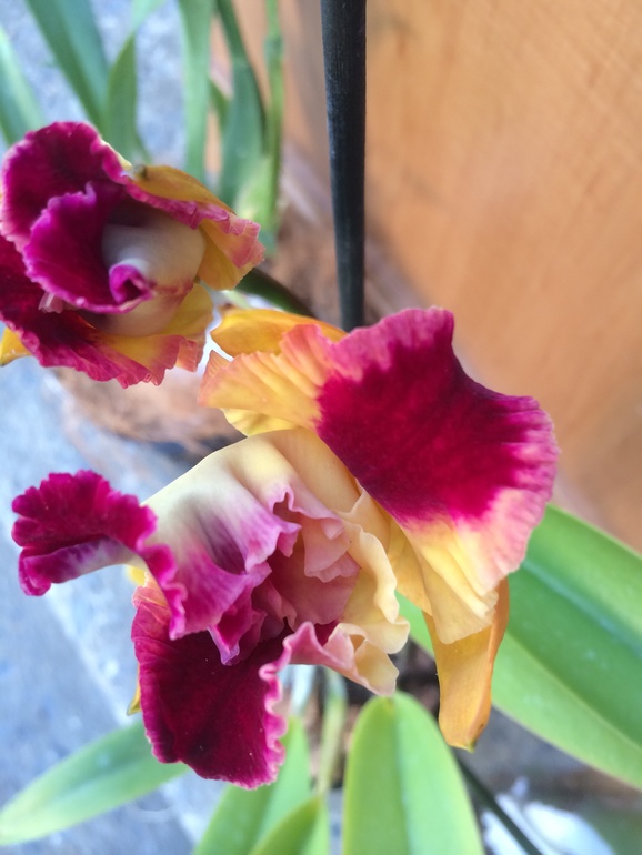 Ее величество Орхидея