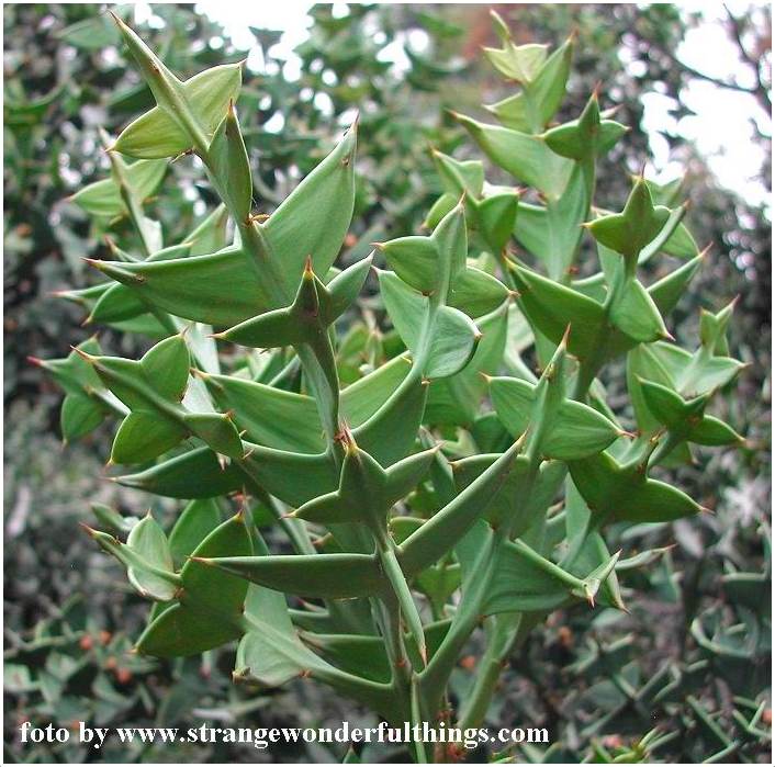 цветок с толстым стеблем адениум. растение с утолщенным стеблем. фаленопсис детка на цветоносе. молочай беложильчатый. комнатное растение с толстым стеблем.