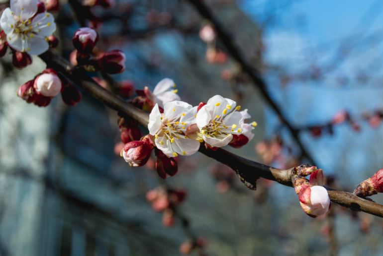 Беззеркалка Nikon 1 S1