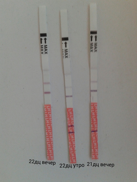 16 дц тест на овуляцию. 16 дц. 16 д ц. Положительный тест на овуляцию я родился фото. 73 дц.