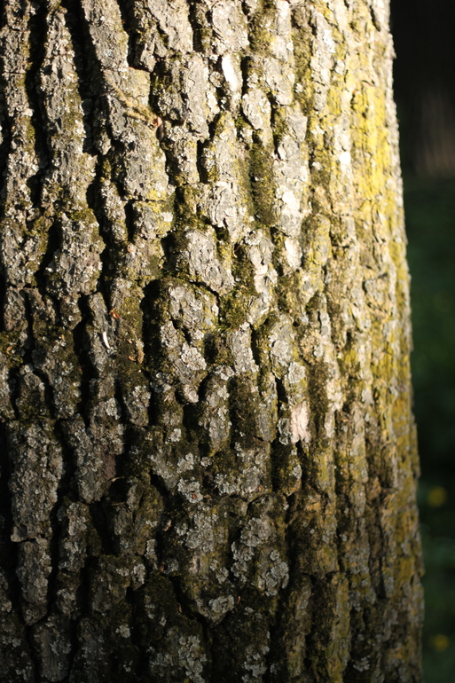 Дачный фото-спам