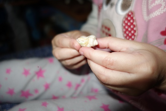 Лотерея 23. Ракушки.