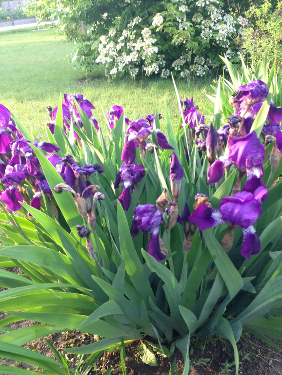 ТЗ "Сиреневый день"