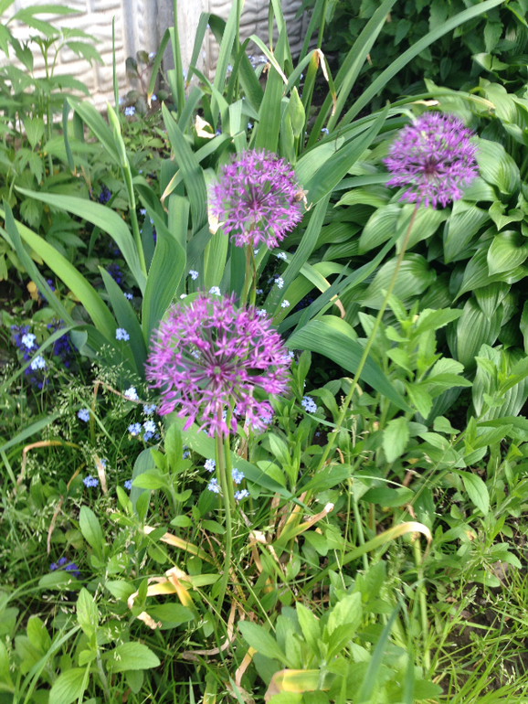 ТЗ "Сиреневый день"