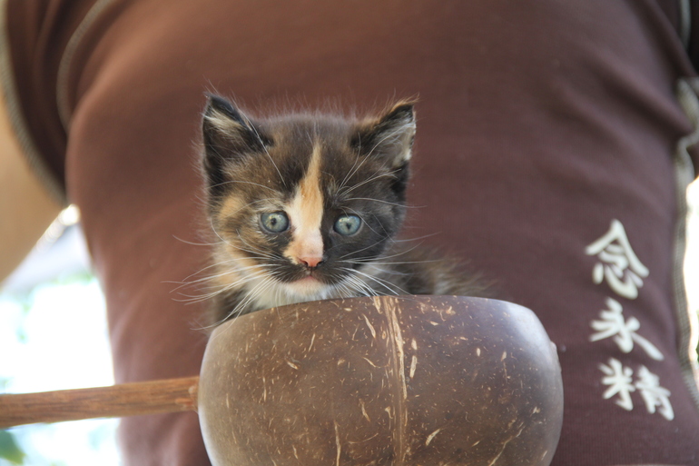 Котята от кошки-мышеловки - в добрые руки