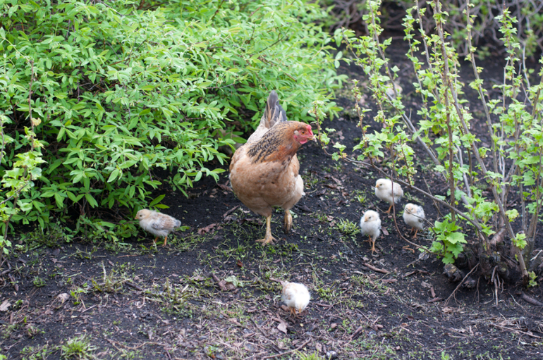 в деревне (фото)