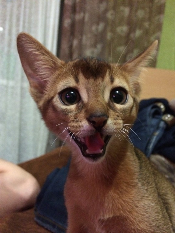 Подарок любимого мужа) Назвали Тихоном или иначе Тихоня)