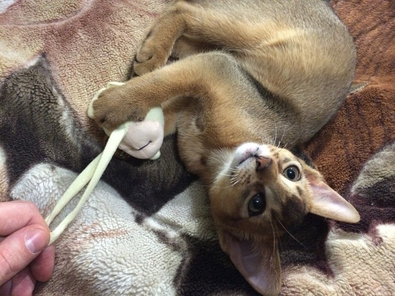 Подарок любимого мужа) Назвали Тихоном или иначе Тихоня)