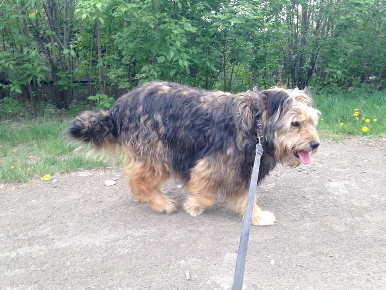 Кому собаку-черепаху-няньку-компаньонку?????