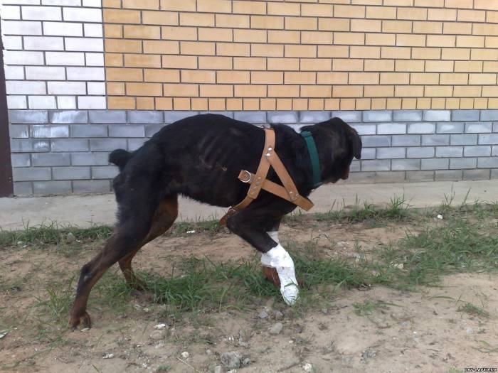 История одной собаки