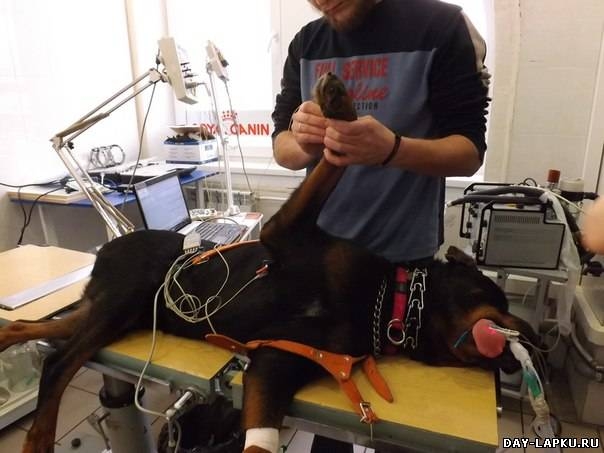 История одной собаки