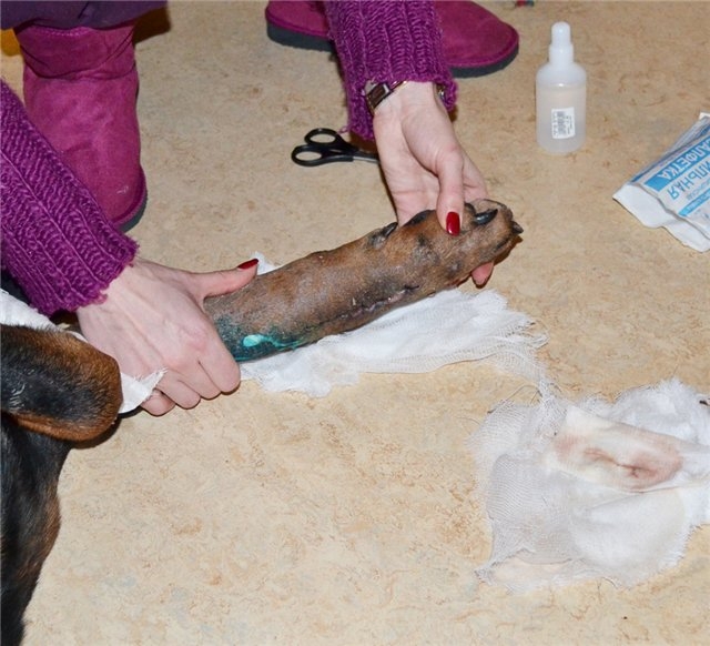 История одной собаки