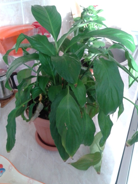 не цветет женское счастье(((