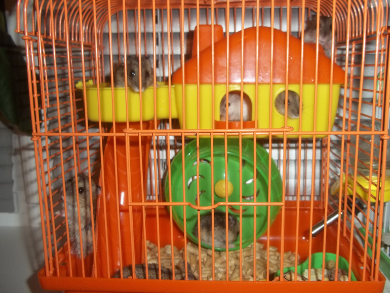 Мои мышки -шумелки....