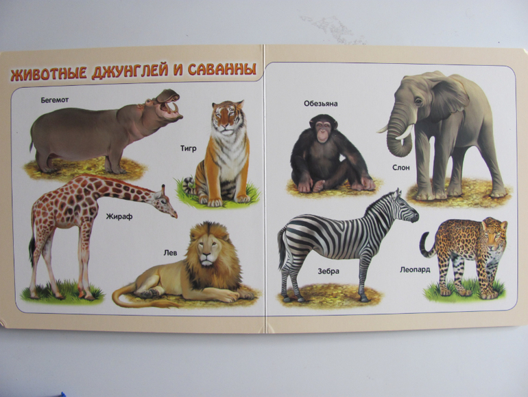 Животные -любимая книжка с окошками, НЕ АРКЕБУС))