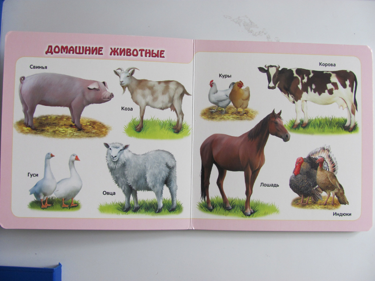 Животные -любимая книжка с окошками, НЕ АРКЕБУС))