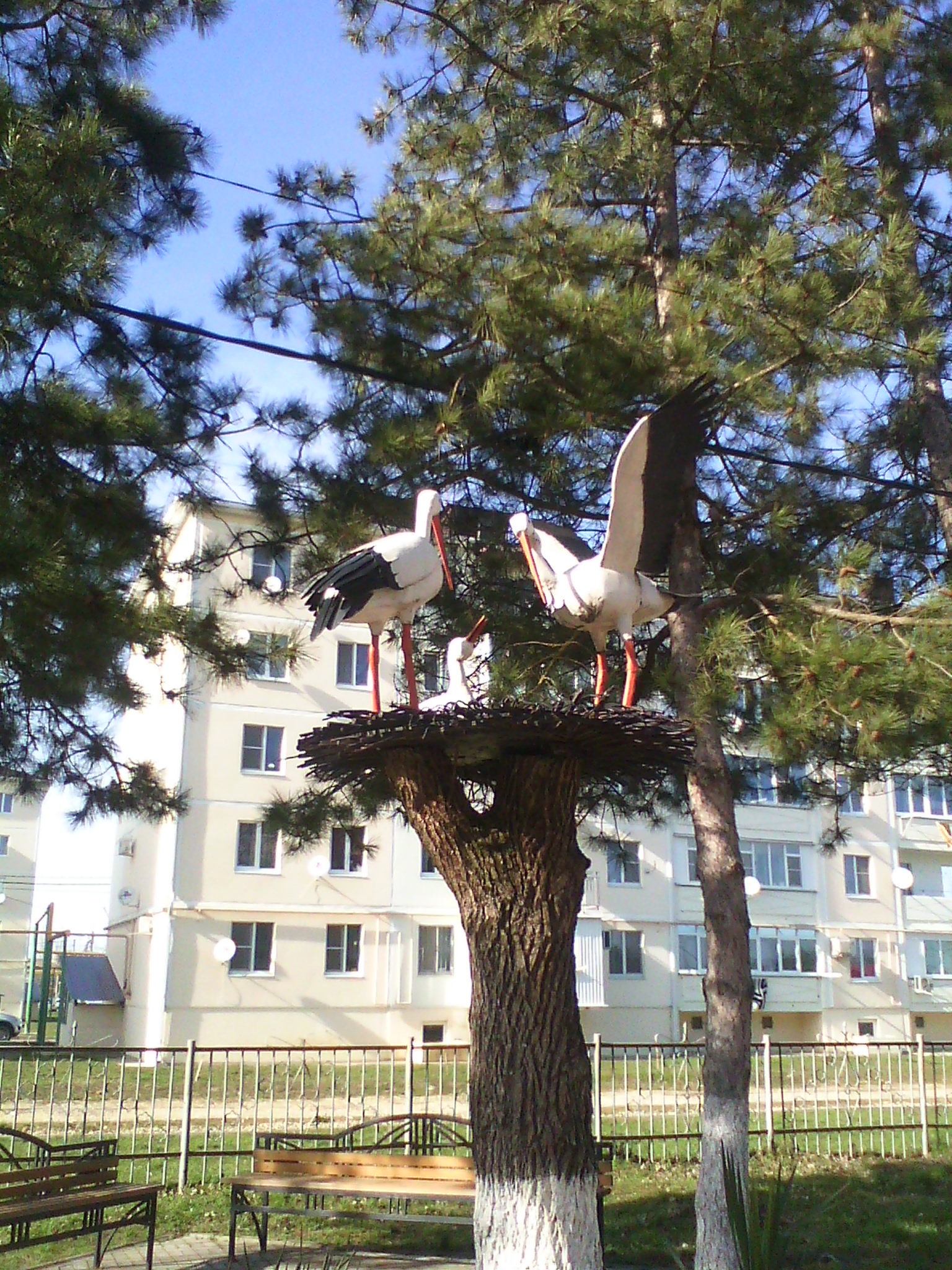 Аисты...ну когда же???