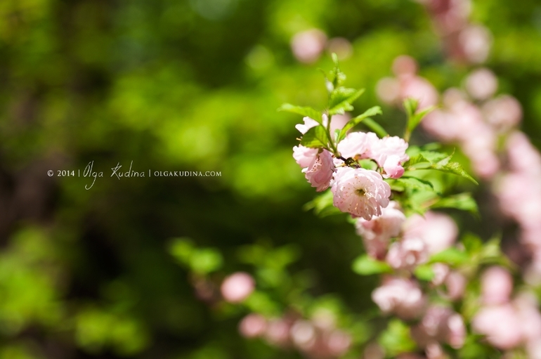 Фотосессия в цветущих садах и парках г. Москвы