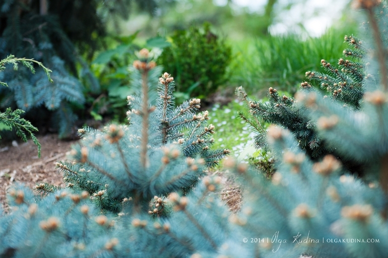Фотосессия в цветущих садах и парках г. Москвы