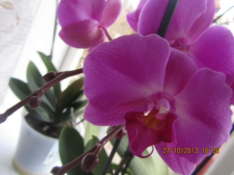 Я схожу с ума, но всё равно верю!