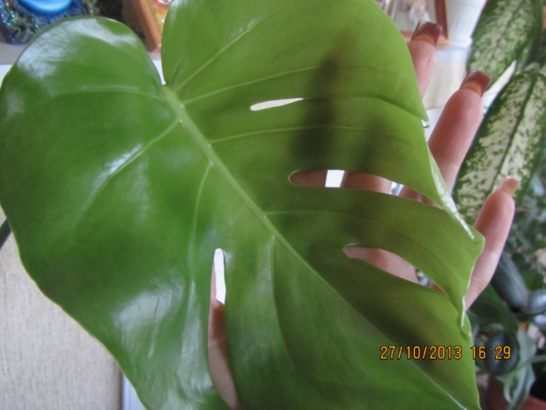 Я схожу с ума, но всё равно верю!