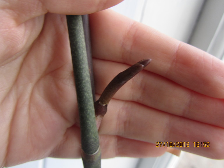 Я схожу с ума, но всё равно верю!