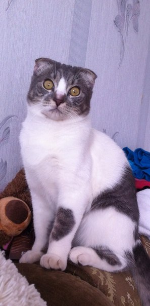 Батон белого с плесенью