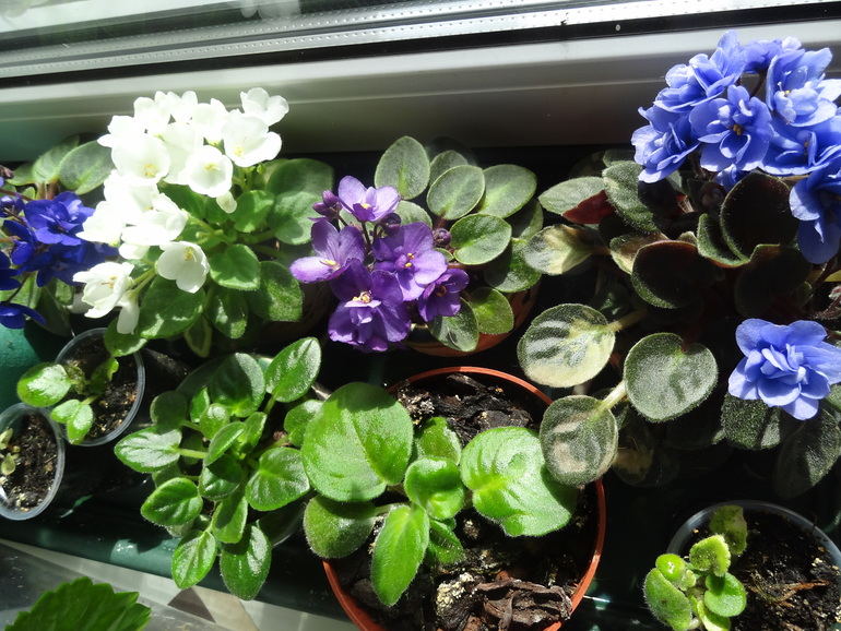 Фиалки мини